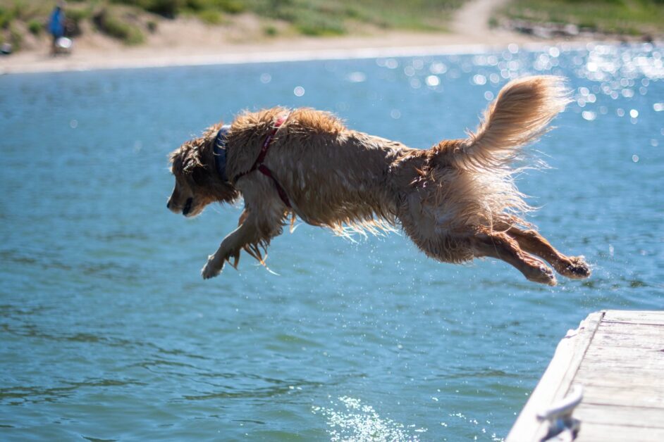 真夏日、海、犬