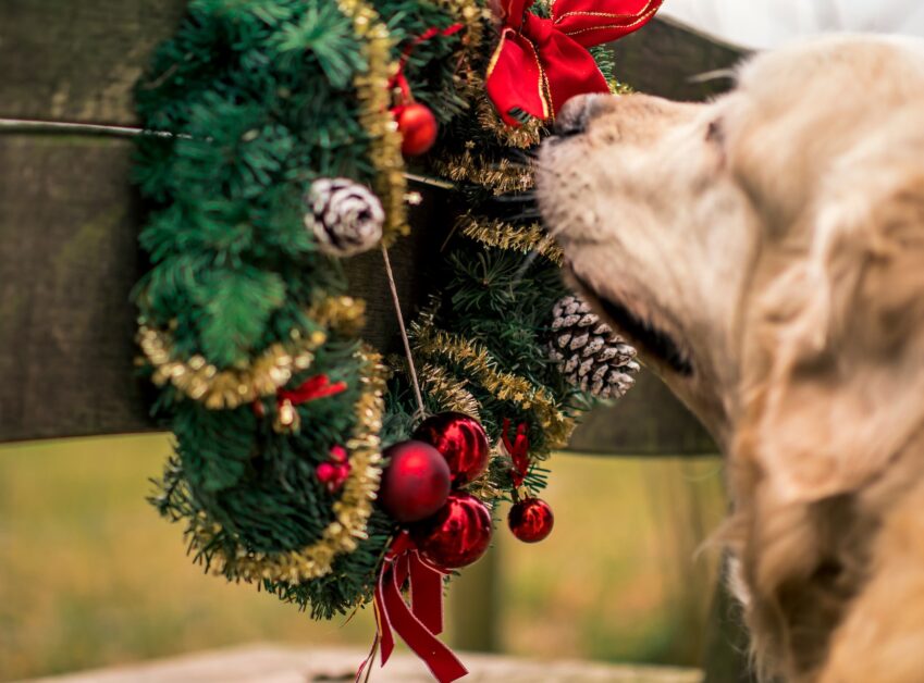 Christmas Dogs